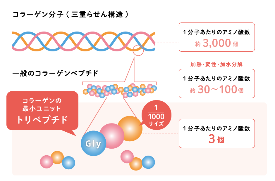 コラーゲンの最小ユニット「トリペプチド」