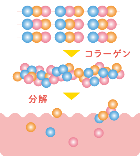従来のペプチドは、分子量が多すぎるため、体内で酵素分解を経て吸収される。