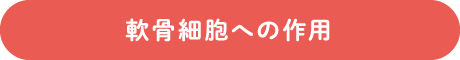 軟骨細胞への作用